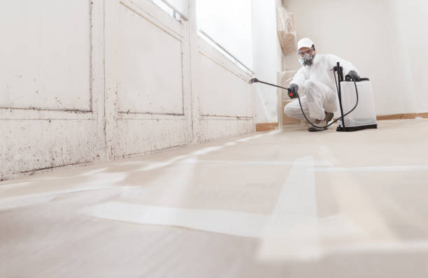 Black mold remediation team in Port Jefferson Station
